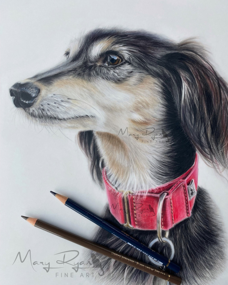 custom pet portrait of a saluki dog, wearing a red collar