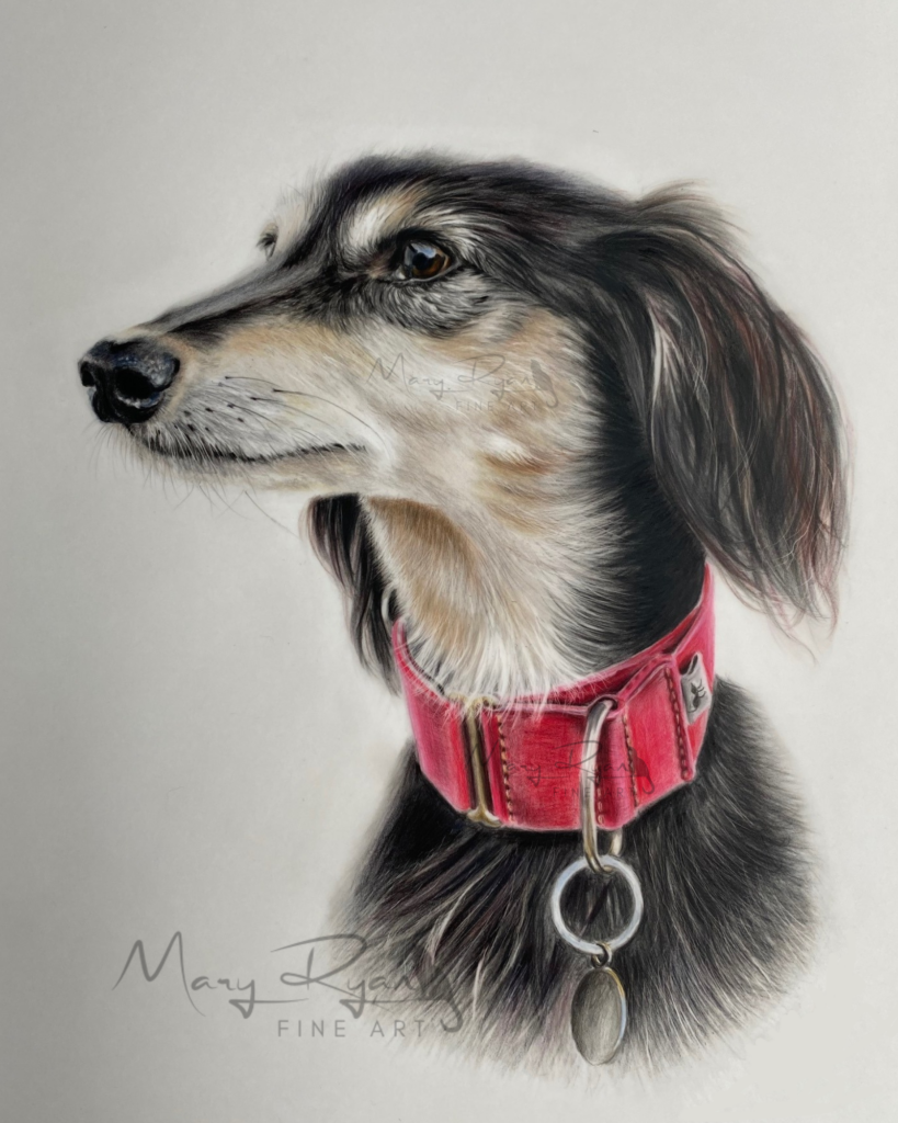 pet portrait of saluki wearing a red collar