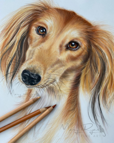 saluki pet portrait with coloured pencils