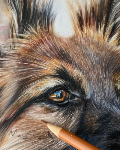 close up of a coloured pencil drawing of a German Shepherd Dog