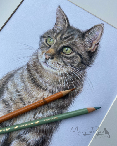 drawing of a tabby cat