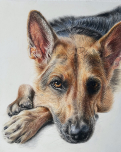 German Shepherd pet portrait
