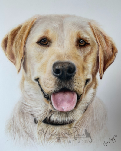 dog portrait Ireland