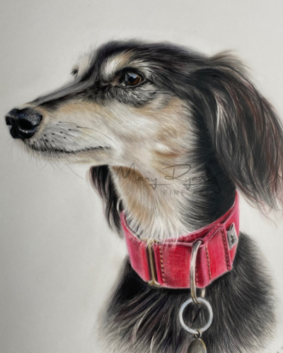 coloured pencil portrait of Saluki dog