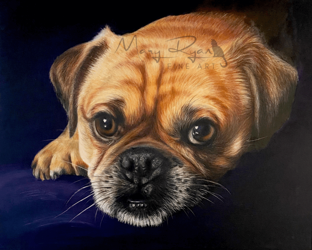 pet portraits Ireland