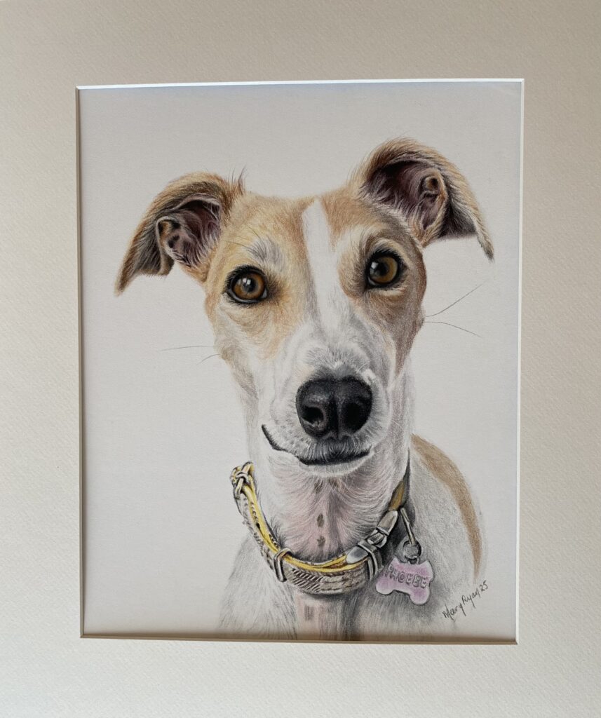 lurcher pet portrait