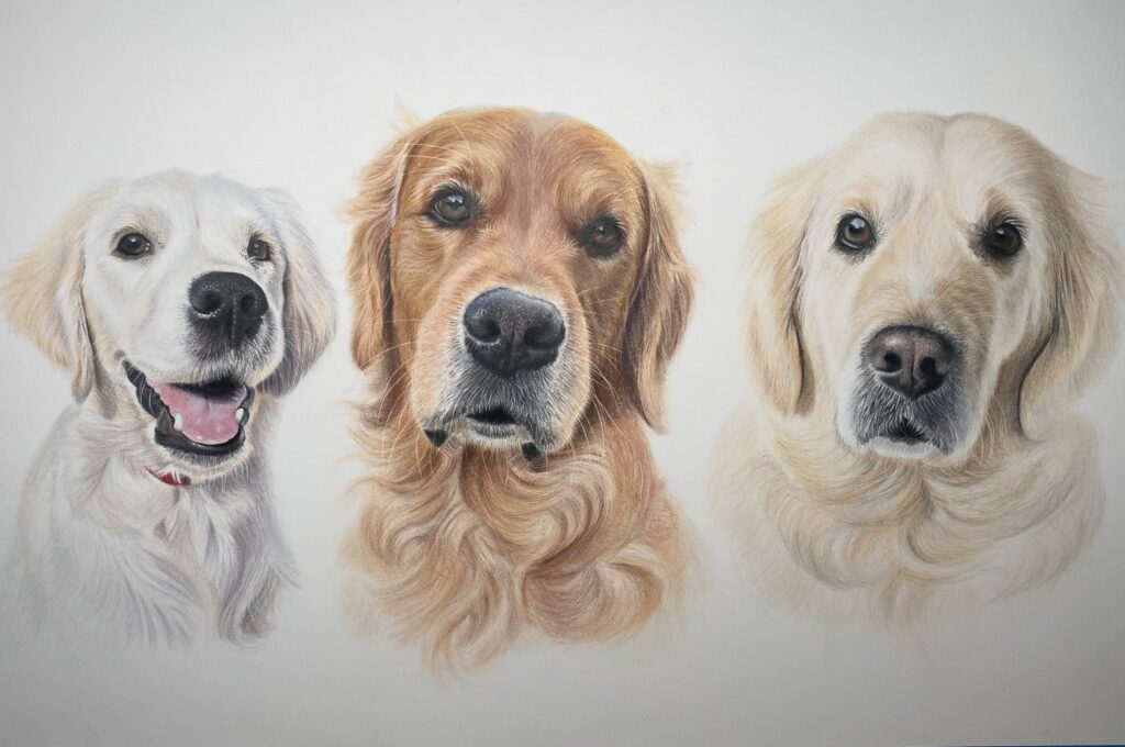 pet portrait of three Golden Retrievers