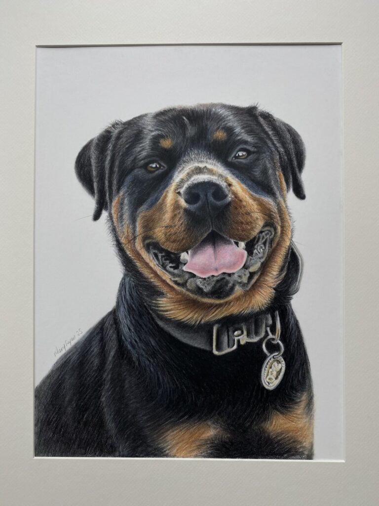 Rottweiler portrait